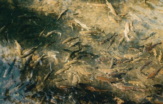 Fishing App: Locate Fish in Real-Time