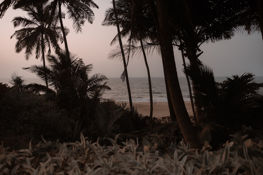Learn About Paradise Islands Online: A Complete Guide