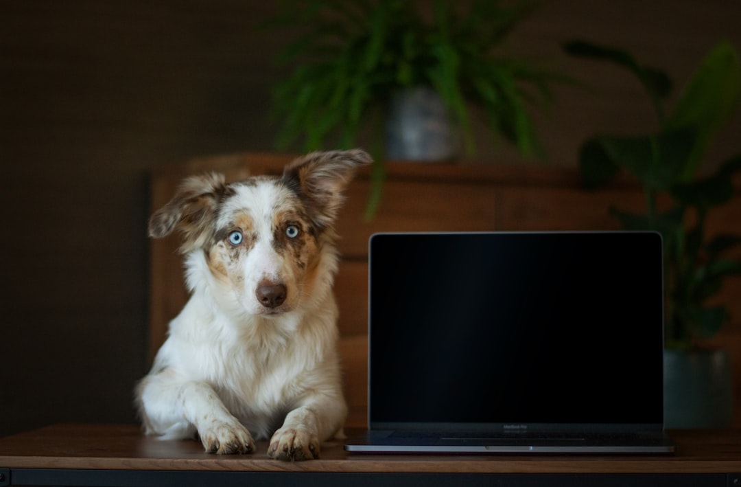 Learn Everything About Online Dog Training Techniques