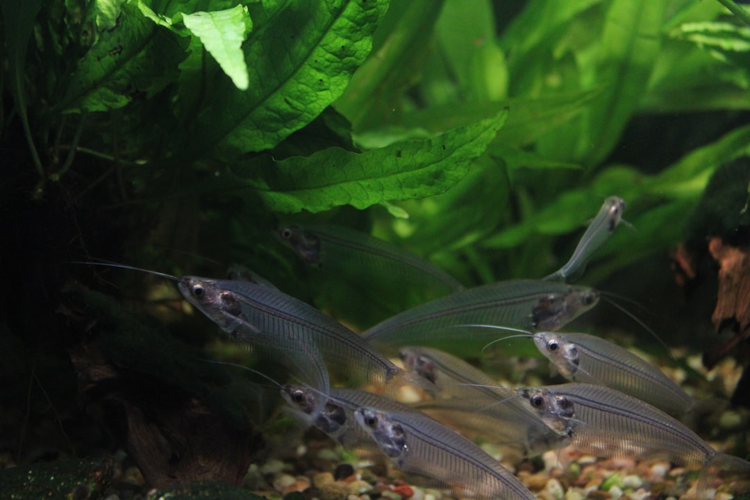 Learn Everything About Aquariums Online: Complete Guide