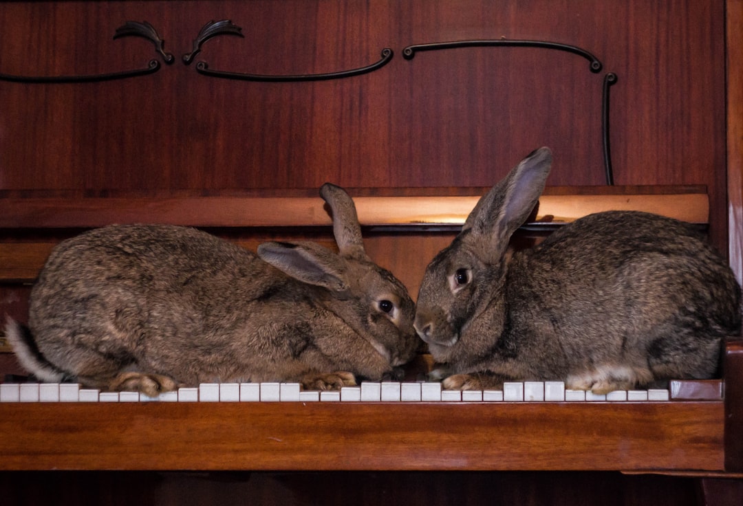 Learn Everything About Rabbits Online: Complete Guide