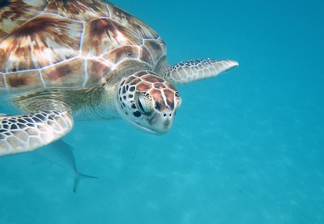 Learn About Turtles Online: Comprehensive Guide for Beginners