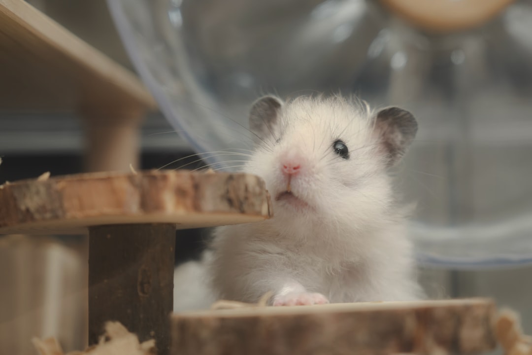 Learn Everything About Hamsters: Complete Online Guide