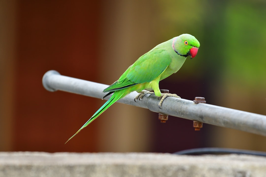Learn Everything About Parrots Online: Complete Guide