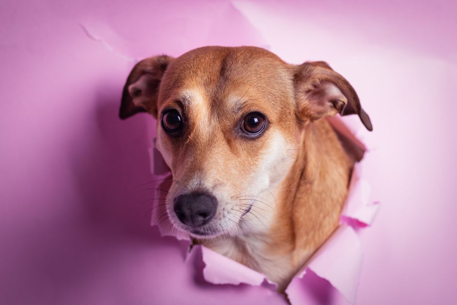 Learn Animal Photography Online: Complete Beginner’s Guide
