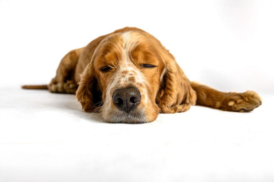 Learn Pet Photography Online: Complete Guide for Beginners